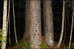 The Waipoua Forest, the Four Sisters Kauri trees
