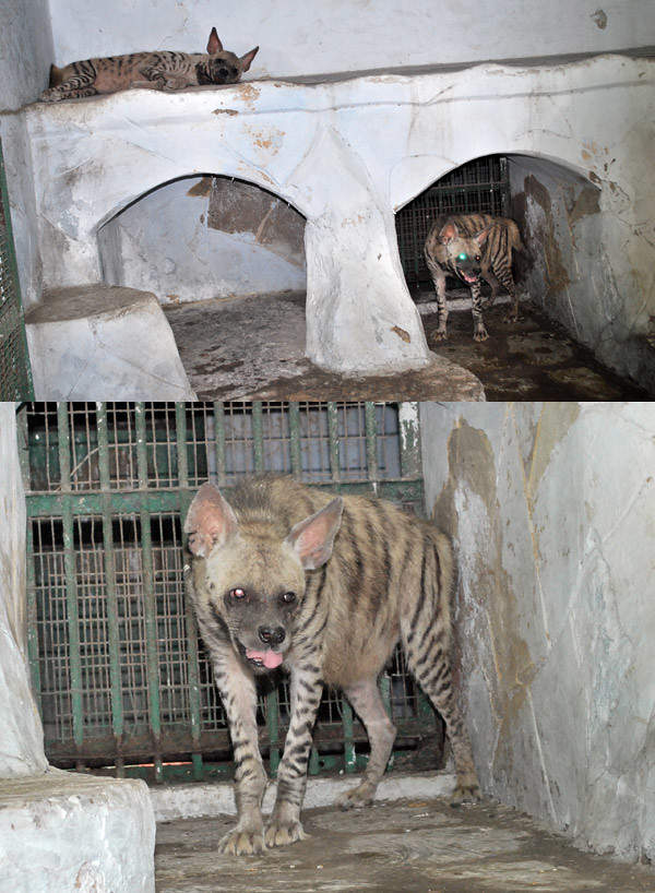 Watch Kankaria Zoo's latest arrival(Photos) | DeshGujarat