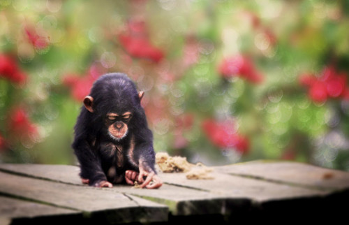フリー写真素材|動物|哺乳類|チンパンジー|