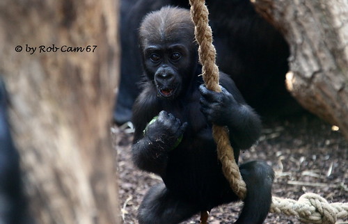 Gorilla Quembo by Rob Cam 67