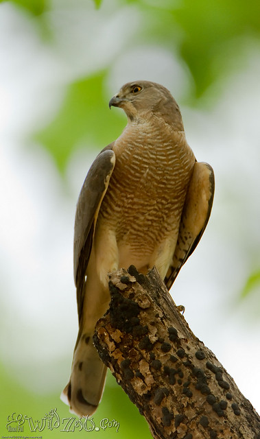 On a dull evening at Kanha, the Shikra waits for an opportunity!