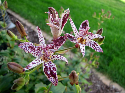 Toad lilies