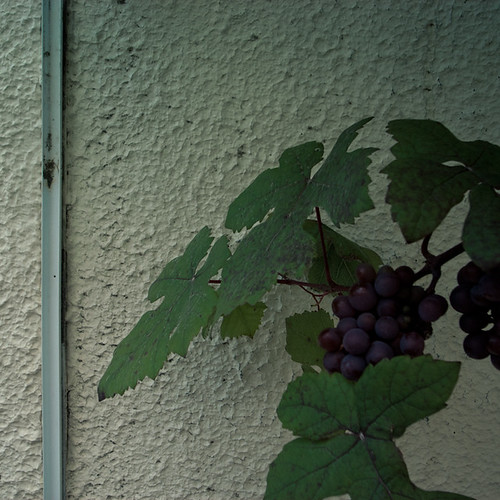 Grape Vine pon Wall