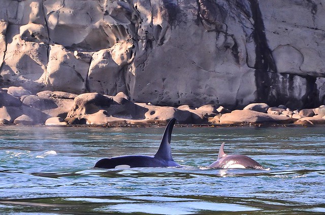 J-Pod Orcas playing in the rip tieds off candian shores