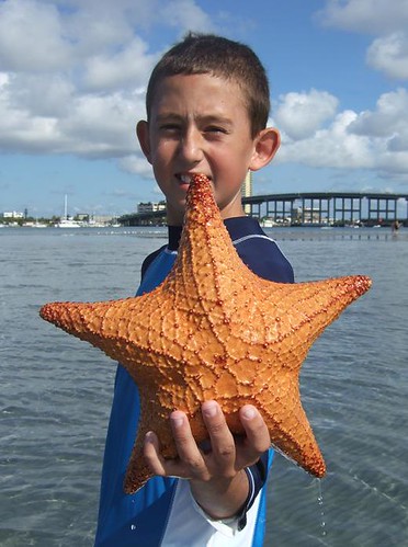 Domanik with starfish