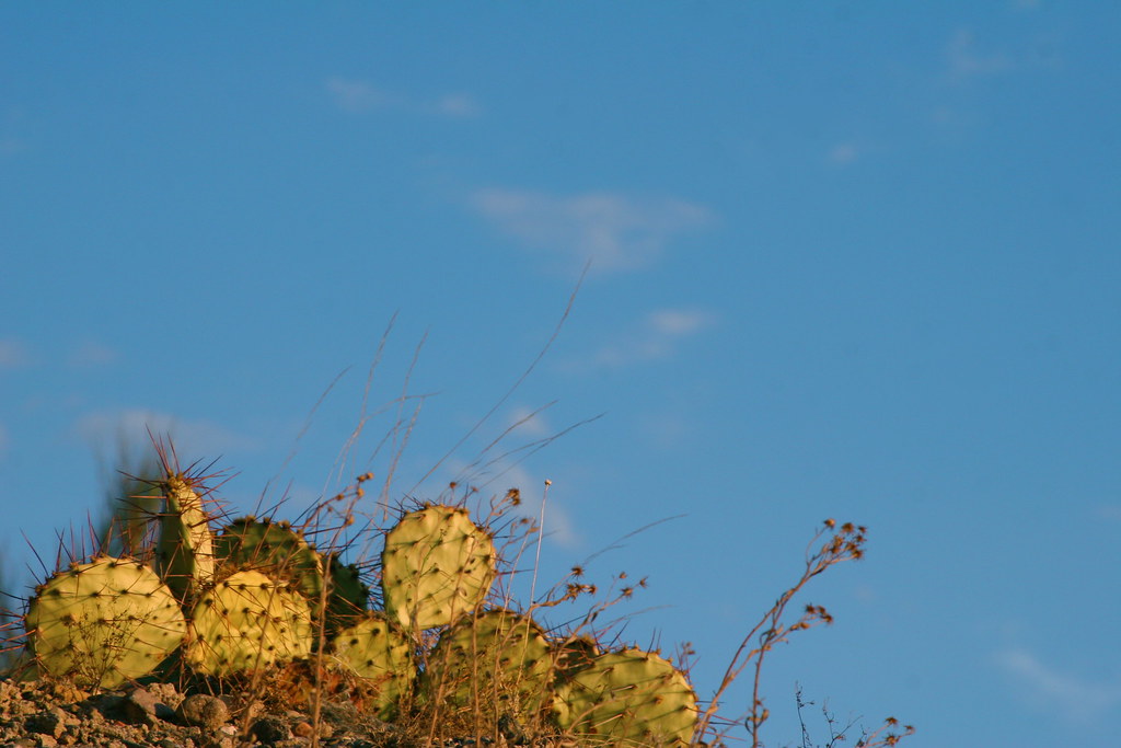 Cactus & Blue Skies