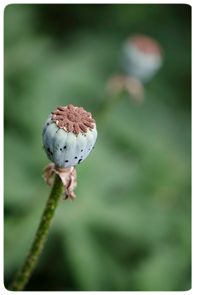 Poppy-seed-head