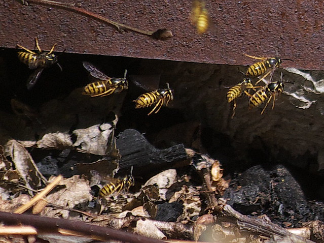 DSC_8220 wasp nest