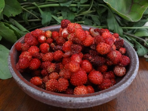 2011.07_strawberry harvest