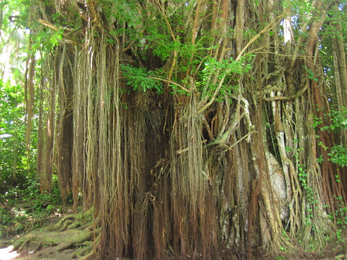 Oldest and Biggest Balete Tree in Siquijor