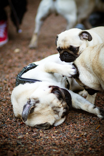 Pugs in the park