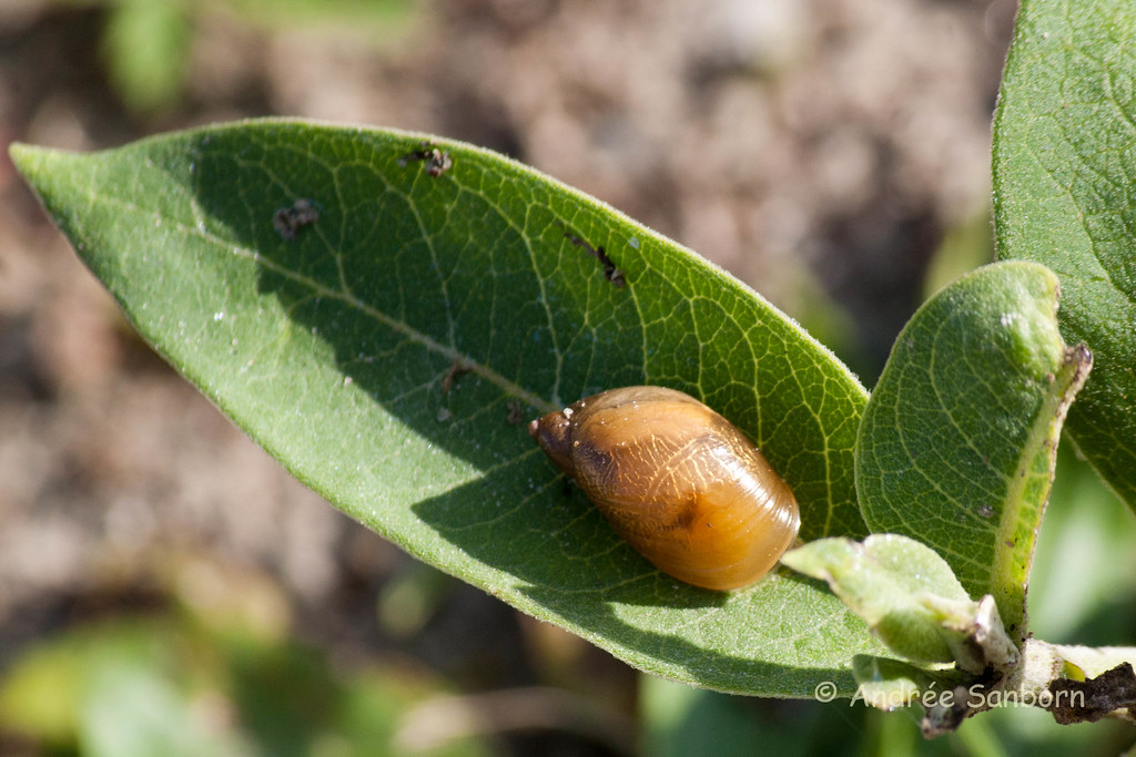 Land Snail on Milkweed (family Succineidae)-3.jpg