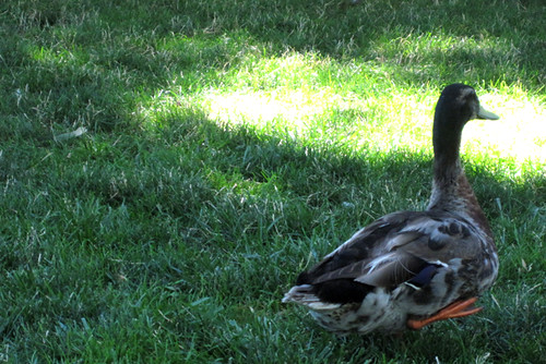 duck encounter2