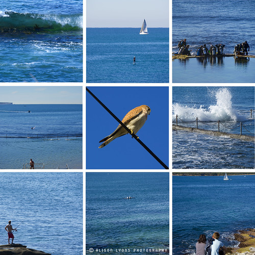 Cronulla Blues by alison lyons photography