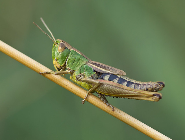 meadow grasshopper best
