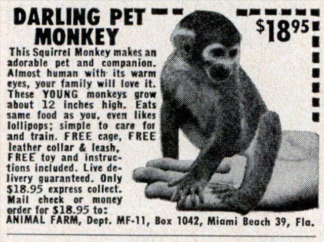 med_pet_monkey