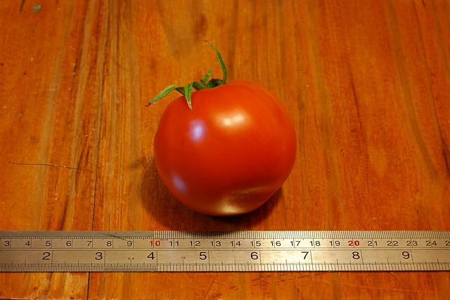 A juicy red tomato sitting by a ruler