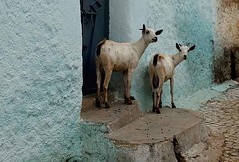 Goats, Harar, Eastern Ethiopia