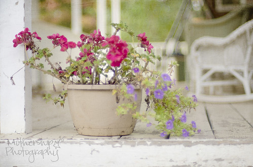 278:365 Leggy geraniums on the porch