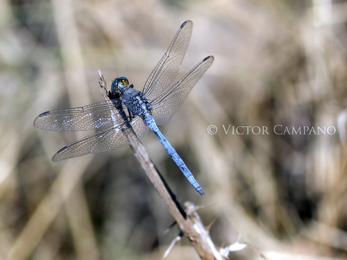 Orthetrum Caerulescens (Blue Dragonfly) by Víctor C.M.