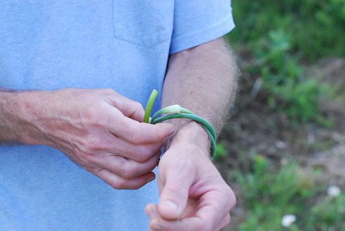 garlic scape bracelets