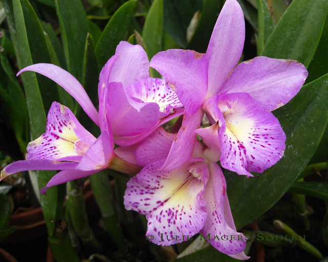 Lavender Orchids
