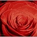 what do red roses mean?