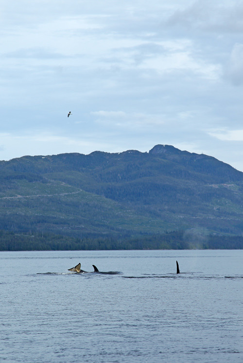 killer whale pod, Karta Bay, Alaska