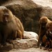 Os espertos babuinos