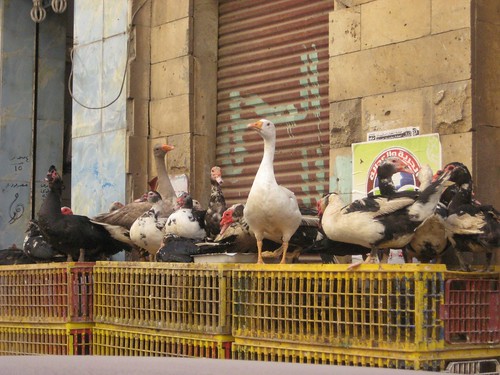 Goose, chickens & pigeons