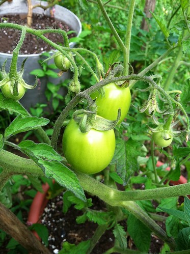 evolutionyou.net | garden tomatoes