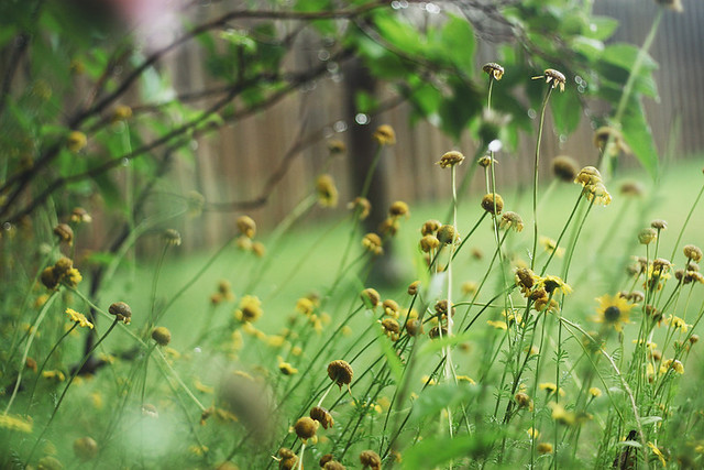 [44/365] "raindrops on roses and whiskers on kittens..."