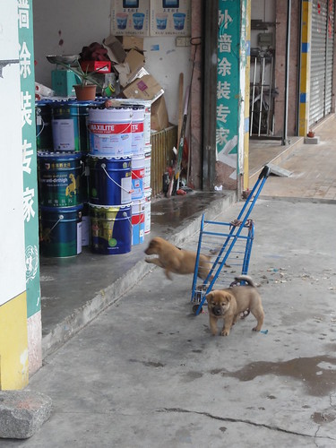 Puppies playing in front of a store