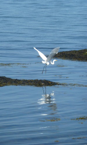 Egret flying