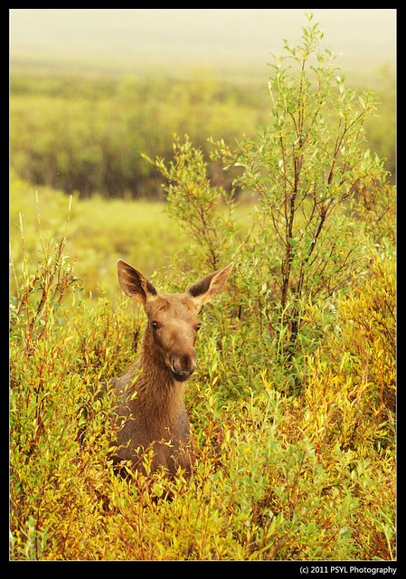 Baby Moose (Alces alces)