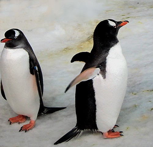 Gentoo Penguins by Mary Faith.