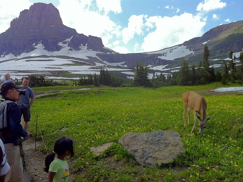 Deer and snowfields at Logan's Pass in Glacier National Park