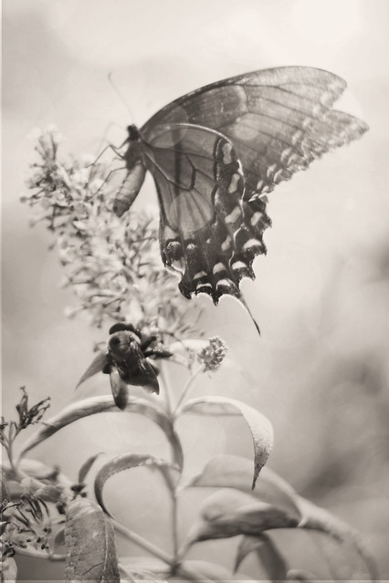 butterfly and bee sepia