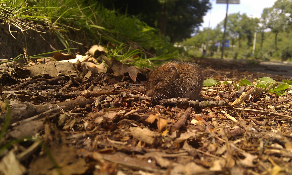 we just met this cuute little wood mouse along the sidewalk