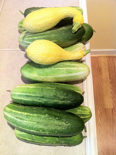More cucumbers than i really want to eat