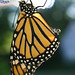 monarchs flight day_61