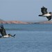 Os pelicanos nos dando boas vindas