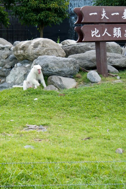 白猴