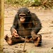 Chimpanzés são os mais engraçados e inteligentes