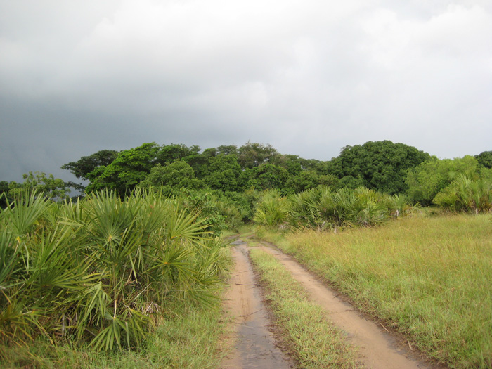 One of my favorite roads leading to the beach in Tanzania!