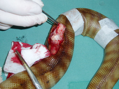 Fibrosarcoma tumour in a snake