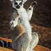 Ring-tailed Lemur, Taronga Western Plains Zoo, Dubbo, New South Wales, Australia IMG_1440_Dubbo