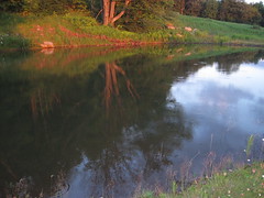 reflection on the pond at sunset