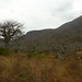 Floresta de Baobabs