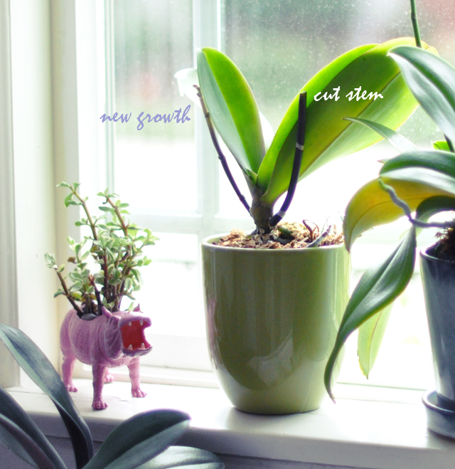 regrowing orchids 